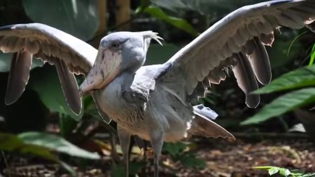 Птица с огромным клювом. смотреть онлайн