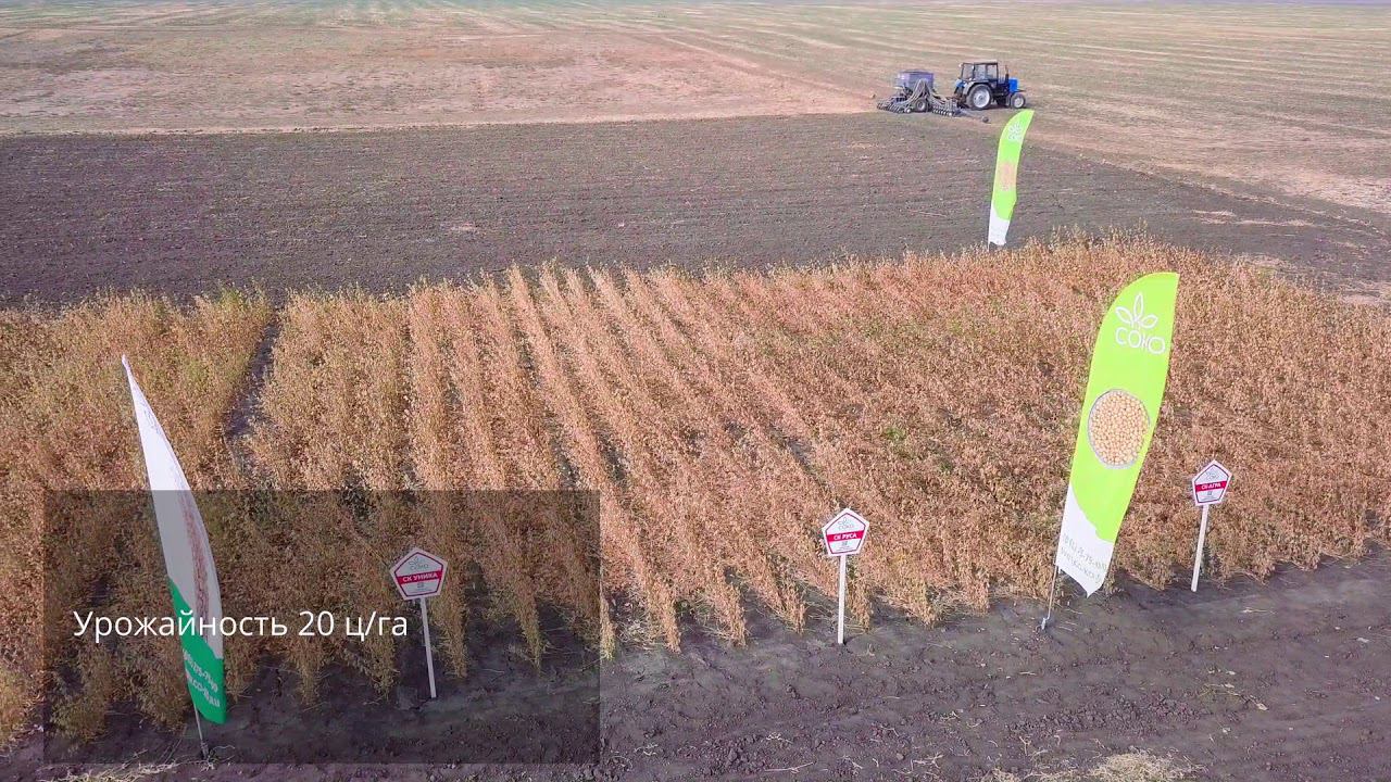 Повторный посев, сорт сои СК Руса смотреть онлайн