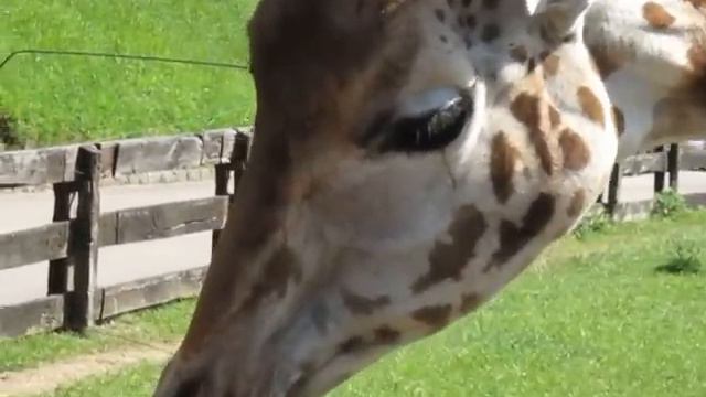 Cabarceno Wild Life Park, Cantabria, Spain [Travel with Manfred] смотреть онлайн