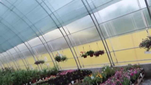 Японские #карпы #Кои в моем маленьком пруду / семейные посиделки смотреть онлайн