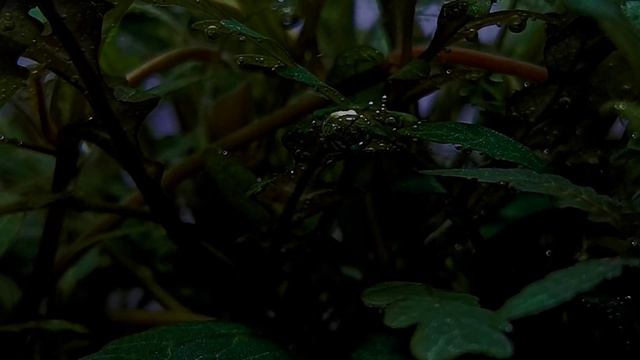 Unraveling the Secrets of a Submerged World: Life in a Nature Aquarium смотреть онлайн