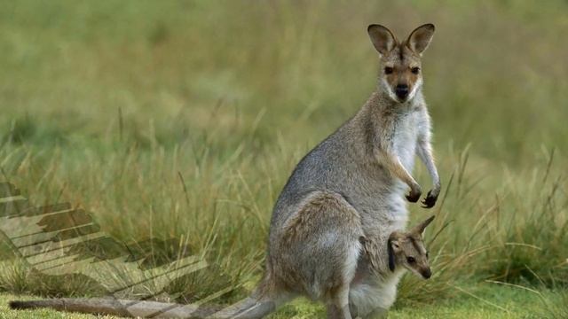 Практическое мультимедийное пособие «Карнавал животных»(К.Сен-Санс) Кенгуру видео смотреть онлайн