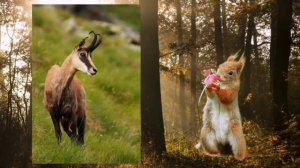 Животные Краснодарского края