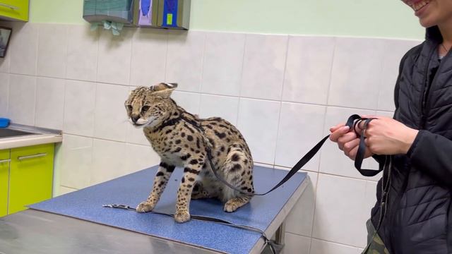 Serval in a veterinary clinic 💉 сервал в вет клинике 🐆 смотреть онлайн