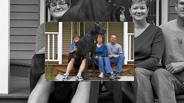 САМЫЕ БОЛЬШИЕ СОБАКИ В МИРЕ! ГИГАНТЫ ! смотреть онлайн