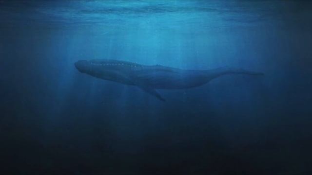 Звучание пятьдесят двух герцового кита | 52 герца | fifty two hertz смотреть онлайн