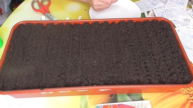 Как вырастить богатый урожай сладкого перца? Узнать о нем все! Ольга Чернова. смотреть онлайн