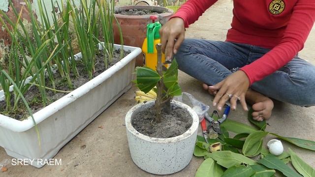 Growing Java Apple Tree from Cutting With Banana | Grafting Java Apple has lot of fruits смотреть онлайн