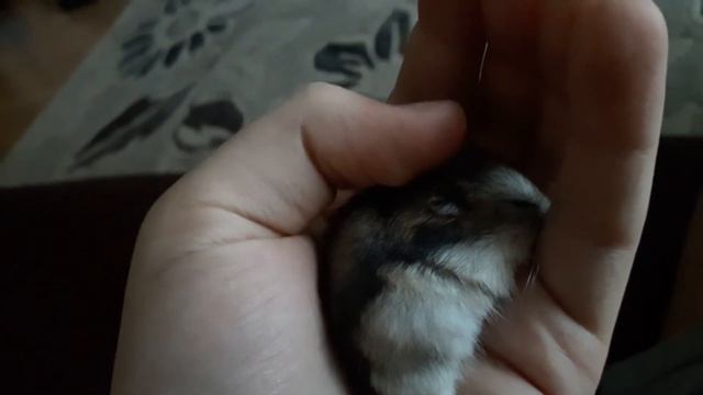 Как джунгарик спит:D смотреть онлайн