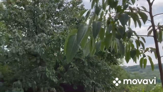 Хурма в Киевской области, август 2021 год смотреть онлайн