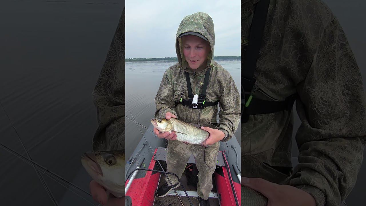 Рыбалка 2024.Поймали жереха на Волге. #shortvideo #fishing #рыбалка #fishingvideo #спиннинг смотреть онлайн
