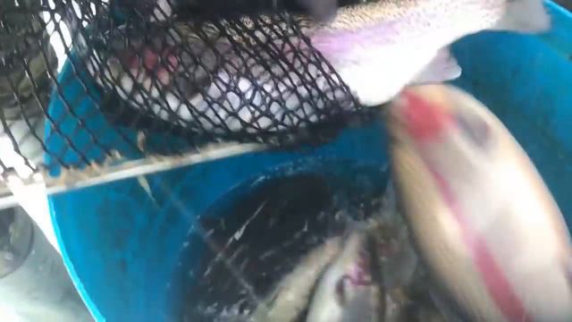 07 12 2017 привоз форели 403 кг навеска 1,5 1,7 смотреть онлайн