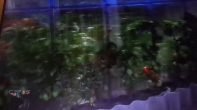 САМЫЕ КОМПАКТНЫЕ СОРТА ТОМАТОВ. Ольга Чернова. смотреть онлайн