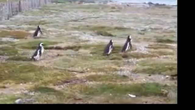 Magellan Penguins Seno Otway