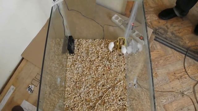Топ 5 отпугивателей мышей и крыс для частного дома | Обзор лучших отпугивателей грызунов с отзывами смотреть онлайн