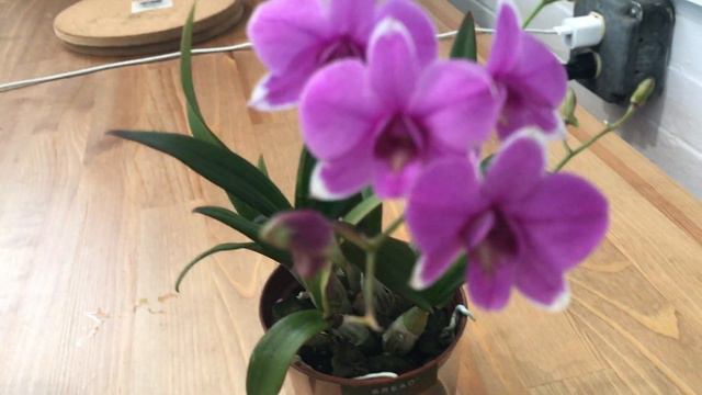 Miniature Dendrobium Enobi a compact hybrid смотреть онлайн