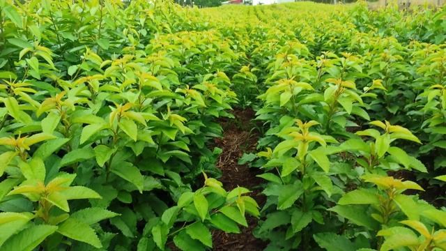 Саженцы черешни на 7 июня ..... смотреть онлайн