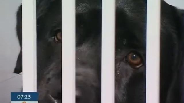 Выбираем Гостиницу для Животных - Ранок - Інтер смотреть онлайн