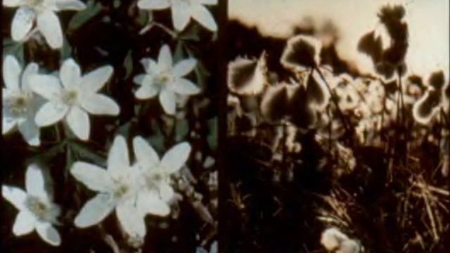 Диафильм Сказки русского леса смотреть онлайн