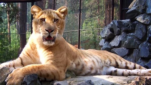 THE LIGER - Lion Tiger Hybrid Bred In Captivity