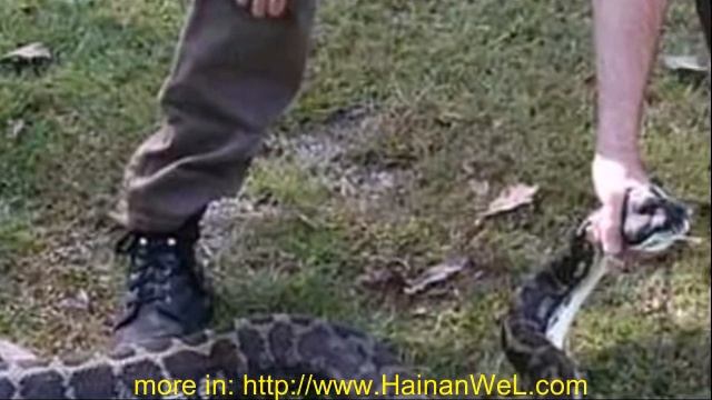 Python itself caught on the chain Питон сам посадил себя на цепь смотреть онлайн