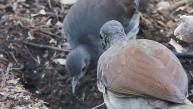 Amazing Bird Sounds From The Lyrebird  | The Bird Can Copy The Sound | The Best Song Bird