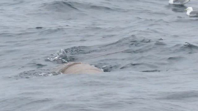 морское млекопитающие, Берингово море, 2021(2) смотреть онлайн