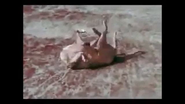 ЖЕСТЬ жестокая !!! смотреть онлайн