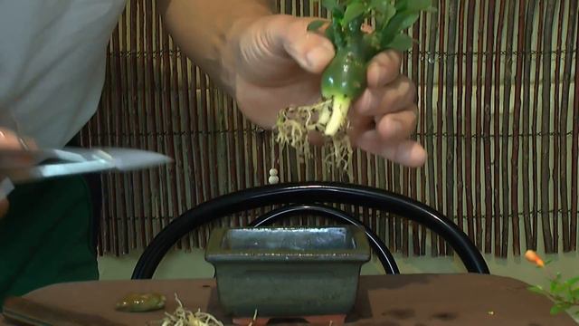 Bonsai Adenium Obesum Wüstenrose Selber Machen