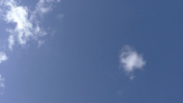 Сосед погонял моих голубей )) смотреть онлайн