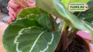 Калатея Джулия - комнатное растение для дома и офиса | Тенелюбивое растение.  Уход за марантовыми