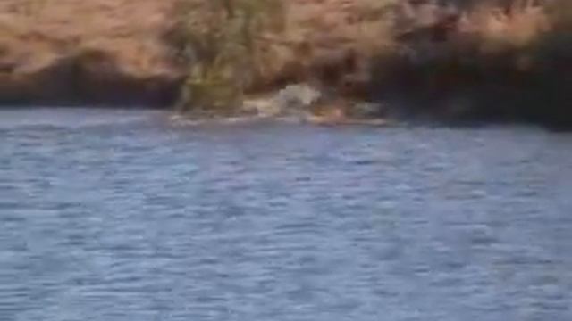 Битва в парке Крюгера... Рекомендую посмотреть! смотреть онлайн