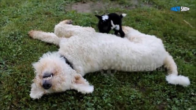 БАРАНЫ И КОЗЛЫ АТАКУЮТ! ПРИКОЛЫ С БАРАНАМИ СМЕШНЫЕ КОЗЛЫ #2 смотреть онлайн