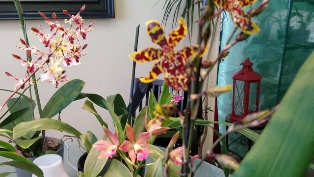 Потянуло на жёлтый цвет. Подарки мужа. Новинки. смотреть онлайн