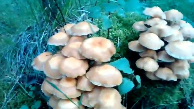 Грибные места в тайге, летние опята. | Lugares de cogumelos na taiga, estanhos do verão смотреть онлайн
