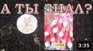 Самый ранний РЕДИС В ТЕПЛИЦЕ???