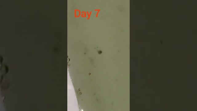 larvae hermit crab (calcinus laevimanus)/ личинка рак-отшельник смотреть онлайн