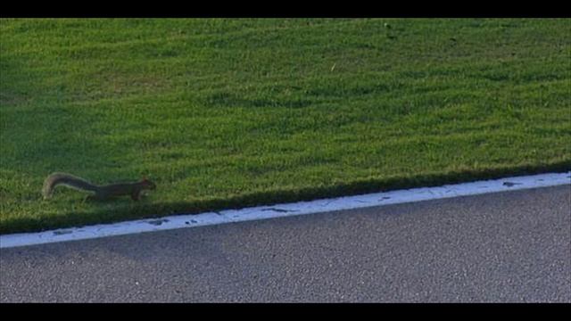 NASCAR driver Kevin Harvick nearly flattened a squirrel during the Oral B USA 500 смотреть онлайн