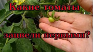 Какие томаты зацвели первыми.mp4