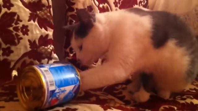 Сладкая Киска! смотреть онлайн