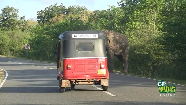 wild elephant chasing vehicles at the Katharagama (Sri lanka) смотреть онлайн