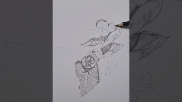 Sketching Hawthorn berries@mydoodleblue смотреть онлайн