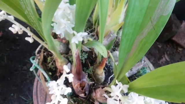Eria Hyacinthoides - Bryobium Hyacinthoides - Snow White Flowers - Species Orchid