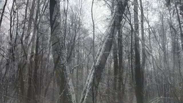 Измайловский лес. 5 января 2021. Снег всё-таки выпал! смотреть онлайн