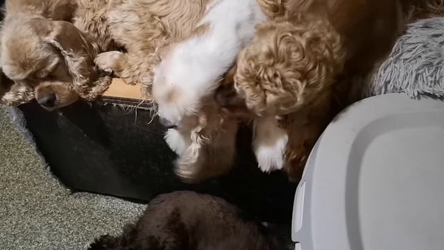 Женя любит Лизу ❤️ 😁 😁 😁, а особенно её уши 👯 😁 😂 😂 😂