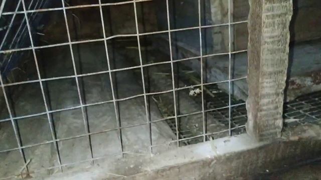 Подготовка гнезда для окрола крольчихи. Содержание кроликов. смотреть онлайн