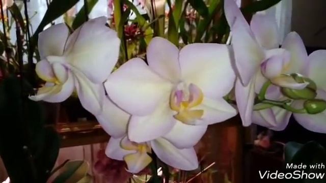 Группа Legato multicolor из моей коллекции | ОБЗОР ОРХИДЕЙ смотреть онлайн