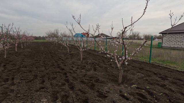 Грамотное формирование Нектарин(плоский),Абрикос