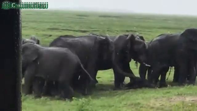Когда рождается слонёнок ((((When a baby elephant is born)))) смотреть онлайн