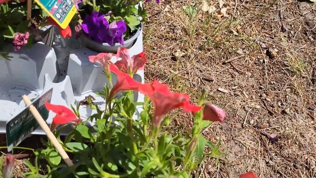 Petunie 'Surfinia' петуния Сурфиния смотреть онлайн